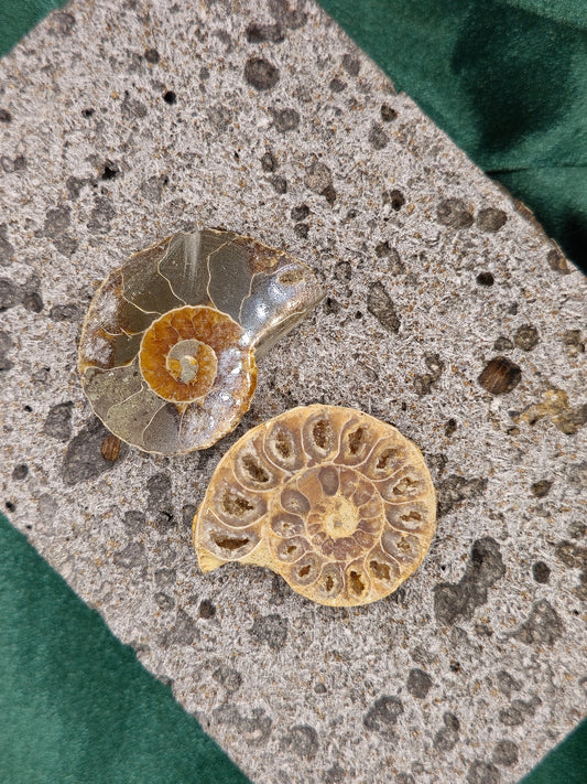 Ammonite Fossil - Small